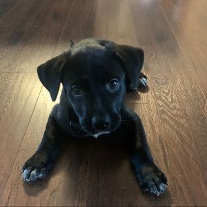 Meet your Posher, Misty